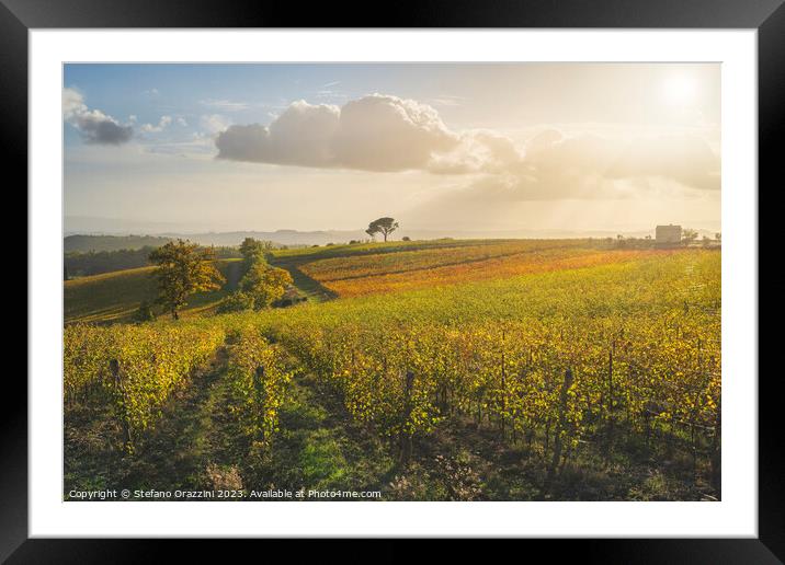 Stone pine and vineyards, autumn landscape in Chianti region. Framed Mounted Print by Stefano Orazzini