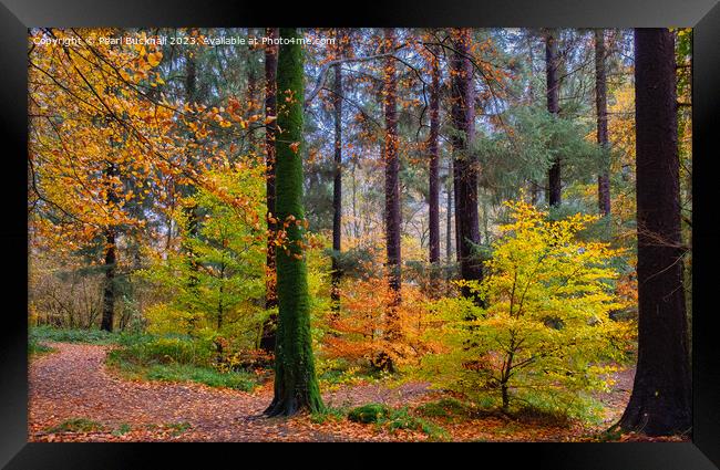 Autumn Glory on Coed Tan Dinas Walk in Snowdonia Framed Print by Pearl Bucknall