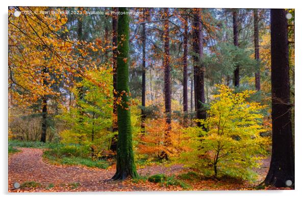 Autumn Glory on Coed Tan Dinas Walk in Snowdonia Acrylic by Pearl Bucknall