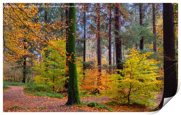 Autumn Glory on Coed Tan Dinas Walk in Snowdonia Print by Pearl Bucknall