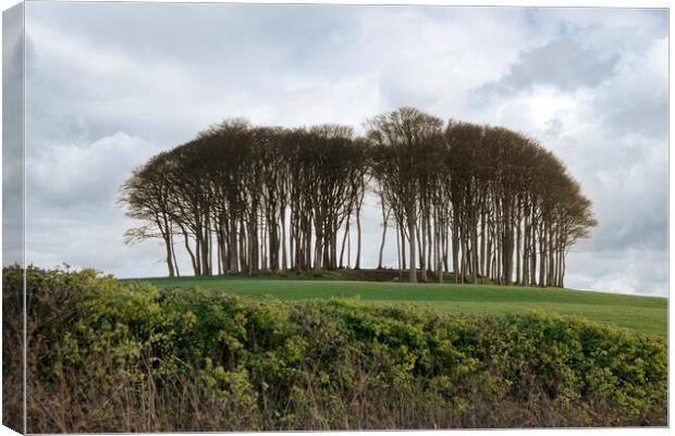 Nearly Home Trees, Coming home trees, Cornwall tre Canvas Print by kathy white