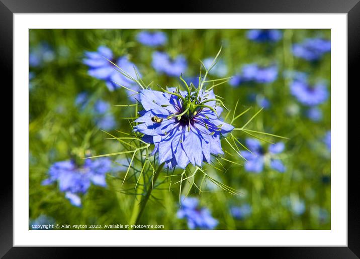 Bee in a Love in a mist Framed Mounted Print by Alan Payton