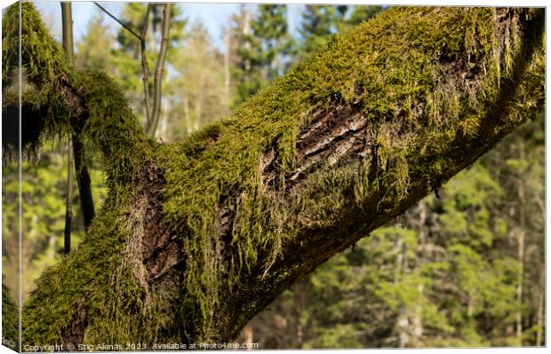an old tre trunk overgrown with moss Canvas Print by Stig Alenäs