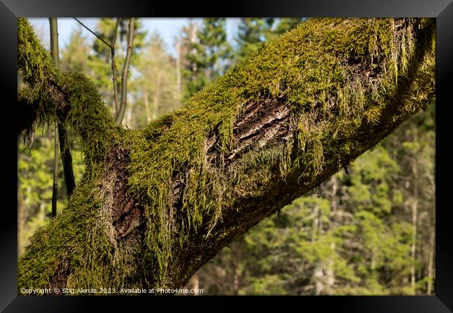 an old tre trunk overgrown with moss Framed Print by Stig Alenäs
