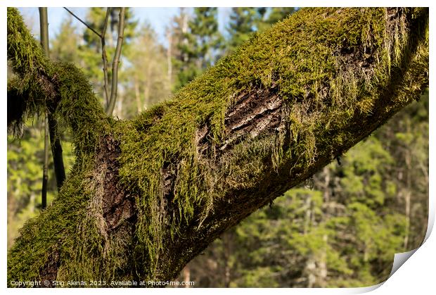 an old tre trunk overgrown with moss Print by Stig Alenäs