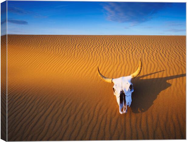 Cow Skull in the Sand Canvas Print by Dave Reede