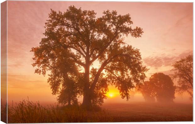 Cottonwood Tree at Sunrise Canvas Print by Dave Reede