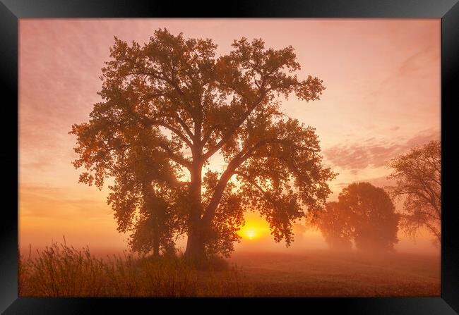 Cottonwood Tree at Sunrise Framed Print by Dave Reede