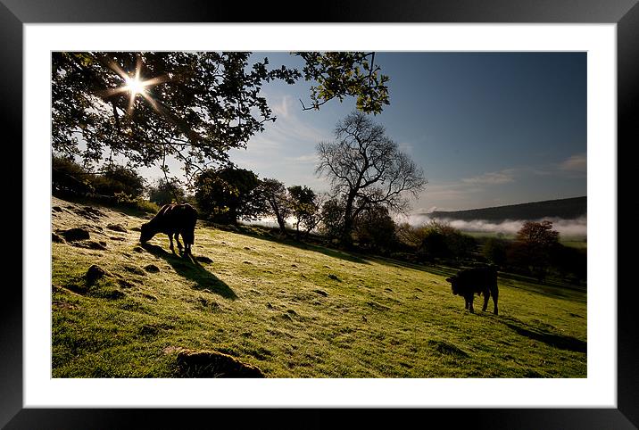Grazing Framed Mounted Print by Creative Photography Wales
