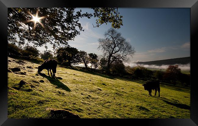 Grazing Framed Print by Creative Photography Wales