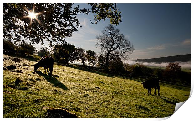 Grazing Print by Creative Photography Wales