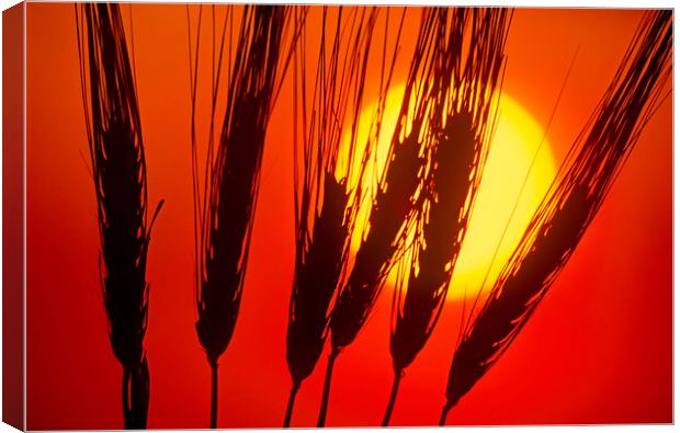 Barley Canvas Print by Dave Reede