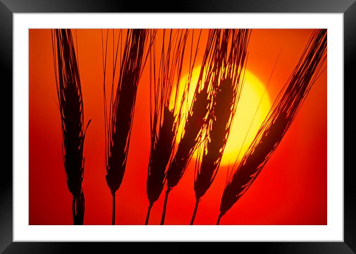 Barley Framed Mounted Print by Dave Reede