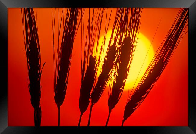 Barley Framed Print by Dave Reede