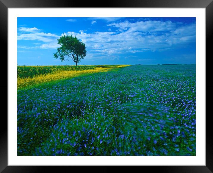 Wind-Blown Flax Framed Mounted Print by Dave Reede
