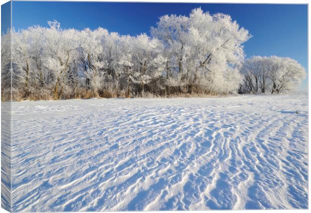 Frosty Day Canvas Print by Dave Reede