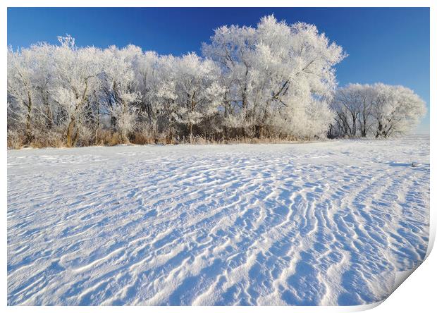 Frosty Day Print by Dave Reede