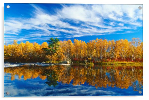 Autumn Along the Whiteshell River Acrylic by Dave Reede