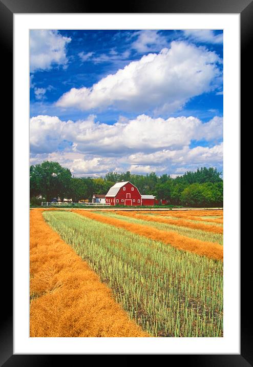 Red Barn Next to Canola Field Framed Mounted Print by Dave Reede