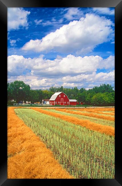 Red Barn Next to Canola Field Framed Print by Dave Reede