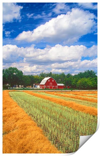 Red Barn Next to Canola Field Print by Dave Reede