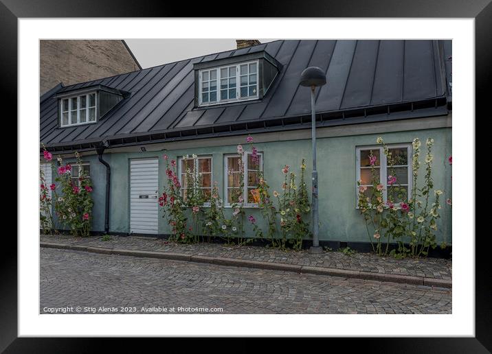 picturesque house with  hollyhocks in Lund city Framed Mounted Print by Stig Alenäs