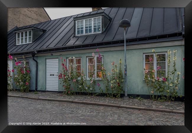 picturesque house with  hollyhocks in Lund city Framed Print by Stig Alenäs