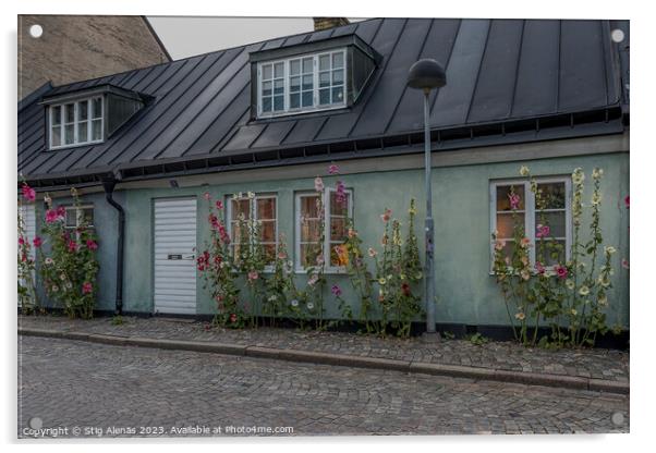 picturesque house with  hollyhocks in Lund city Acrylic by Stig Alenäs