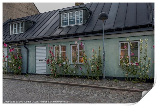 picturesque house with  hollyhocks in Lund city Print by Stig Alenäs