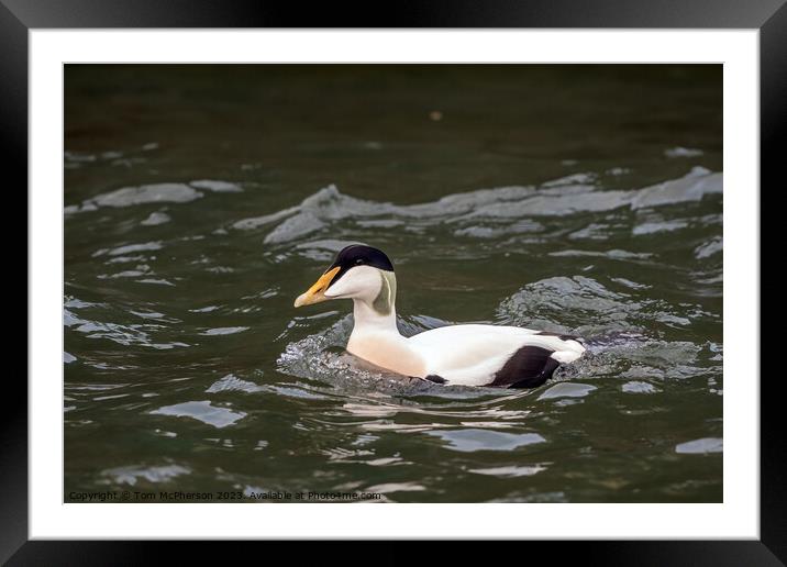 Common Eider Male Framed Mounted Print by Tom McPherson