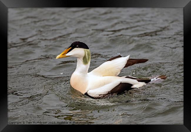 Common Eider Duck Framed Print by Tom McPherson