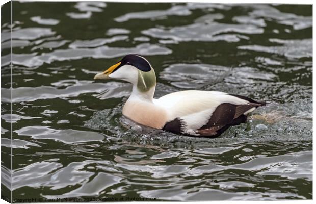 The Common Eider Canvas Print by Tom McPherson