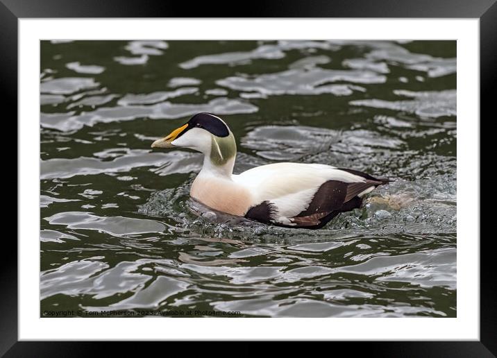 The Common Eider Framed Mounted Print by Tom McPherson