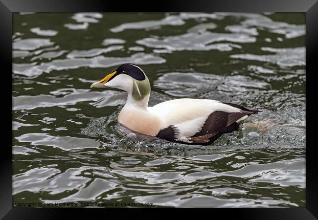The Common Eider Framed Print by Tom McPherson