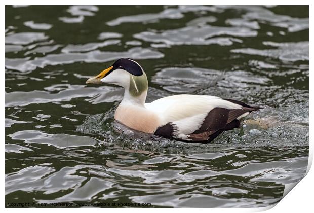 The Common Eider Print by Tom McPherson
