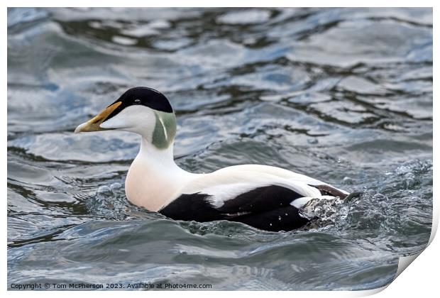 Common Eider Print by Tom McPherson