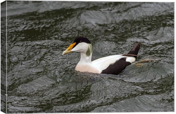 Common Eider Duck, Male Canvas Print by Tom McPherson