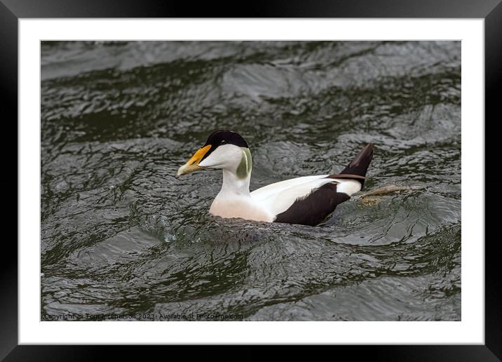 Common Eider Duck, Male Framed Mounted Print by Tom McPherson