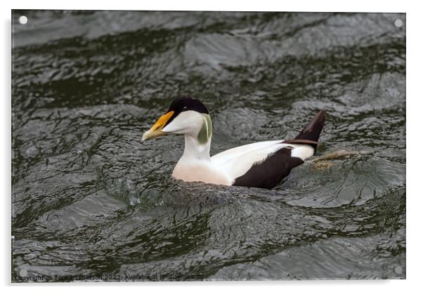 Common Eider Duck, Male Acrylic by Tom McPherson