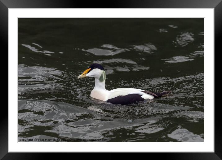 Eider Duck Framed Mounted Print by Tom McPherson