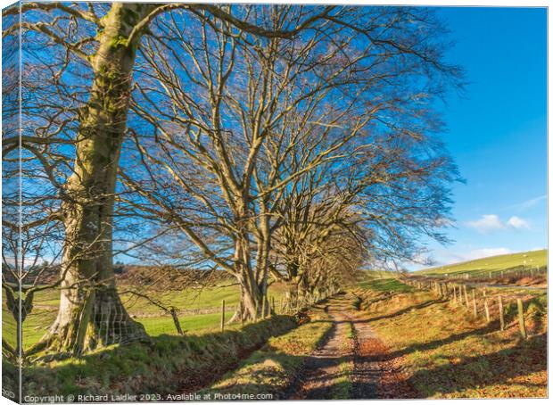 Winter Beeches in Ettersgill, Teesdale Canvas Print by Richard Laidler