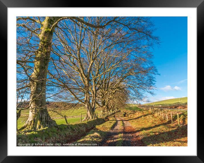 Winter Beeches in Ettersgill, Teesdale Framed Mounted Print by Richard Laidler