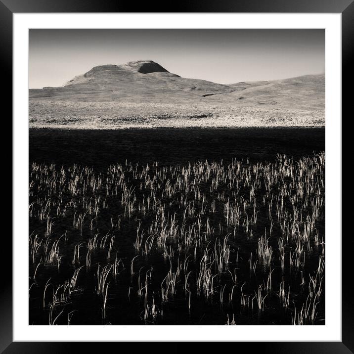 Loch Awe Reeds Framed Mounted Print by Dave Bowman