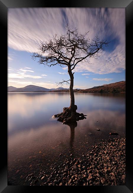 Lone tree in water Framed Print by Grant Glendinning