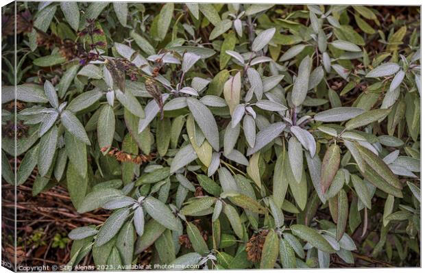 sage bush at the first frost as a floral background Canvas Print by Stig Alenäs