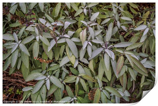 sage bush at the first frost as a floral background Print by Stig Alenäs