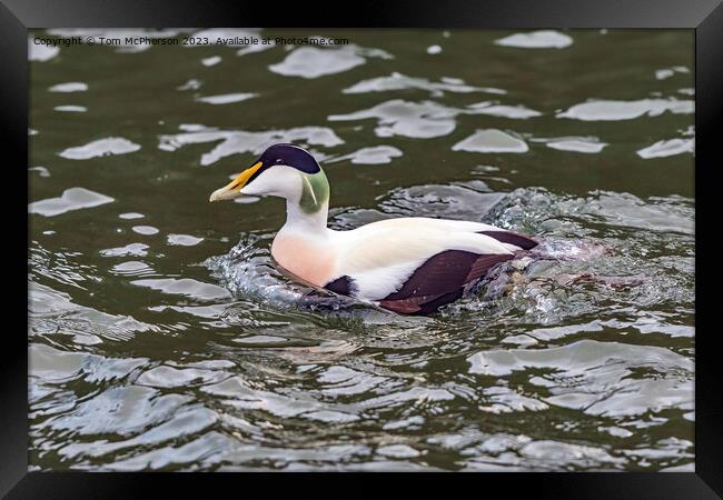 The common eider Framed Print by Tom McPherson