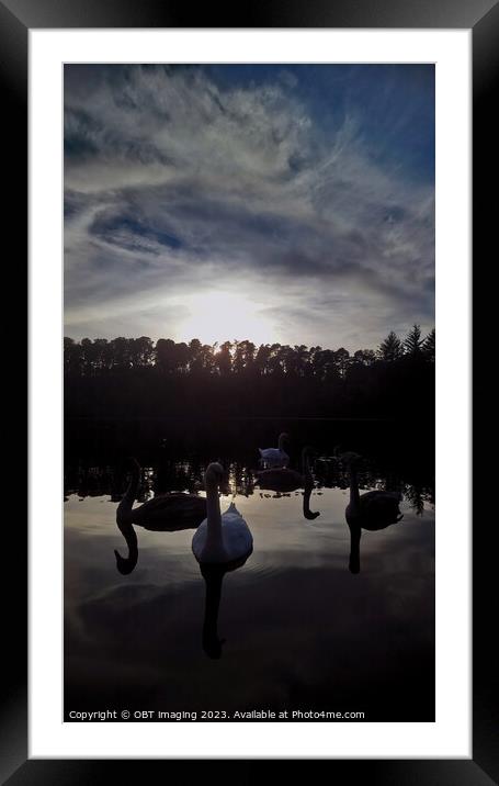 Swans Farewell Tranquil Twilight Lake & Forest  Framed Mounted Print by OBT imaging