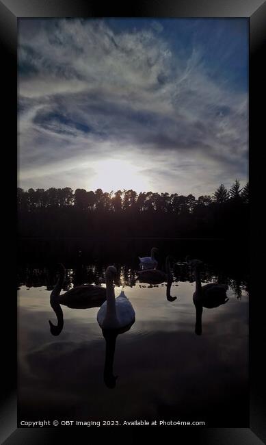 Swans Farewell Tranquil Twilight Lake & Forest  Framed Print by OBT imaging