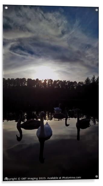 Swans Farewell Tranquil Twilight Lake & Forest  Acrylic by OBT imaging